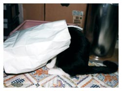 �L����D���Ȕ��Ƒ�