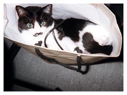 �L����D���Ȕ��Ƒ�