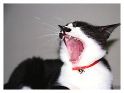 �����͔L�̂��d��