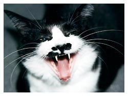 �L�|�[�g���[�g�ʐ^