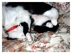 �����͔L�̂��d��