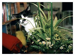 �L�̖{�\��������