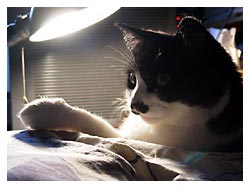 �����ߎʐ^�@���₷��