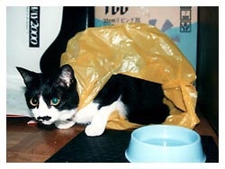 �L����D���Ȕ��Ƒ�