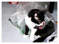 �L����D���Ȕ��Ƒ�