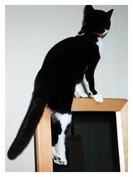 �L�̖{�\��������