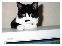 �J���g�N�L