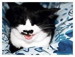 �����ߎʐ^�@���₷��