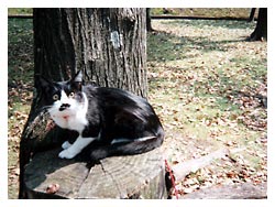 �����߂̔L�L�O��