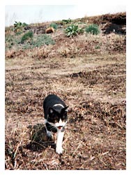 �����߂̔L�L�O��