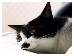 �����ߎʐ^�@���₷��