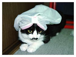 �L�|�[�g���[�g�ʐ^