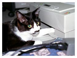 �L�̖{�\��������