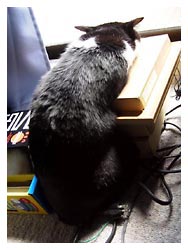 �����ߎʐ^�@���₷��