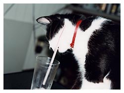 �L�̖{�\��������