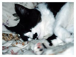 �����͔L�̂��d��