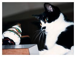 �L�̖{�\��������