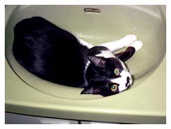 �L�̖{�\��������