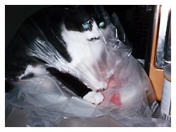 �L�̖{�\��������