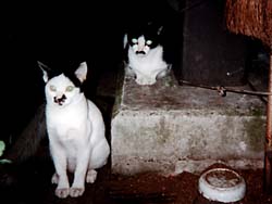 �Ђ�Jr.�ƂЂ�Jr.�e�q�@�L�Ƃ������ʐ^