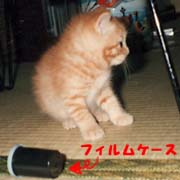 �����@�L�Ƃ������ʐ^