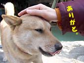 �܂Ԃ������@���Ƃ������ʐ^