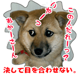 �܂��ڂ����̌��@���Ƃ������ʐ^