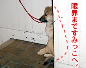 �܂��ڂ����̌��@���Ƃ������ʐ^