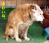 �Ƃ����̌��@���Ƃ������ʐ^