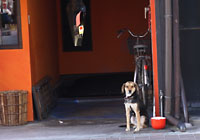 �����܂��̌��@���Ƃ������ʐ^