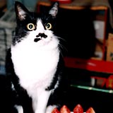 �����ߎʐ^