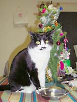 ���̂����c���[