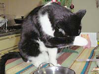 ���̂����c���[