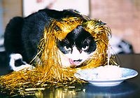 �����񂶂傤��'99