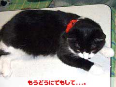 �����߁F�����ǂ��ɂł�����...�B