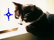 �T�{�e���̖�