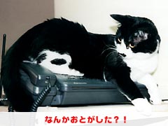 �Ȃ񂩂��Ƃ������H�I