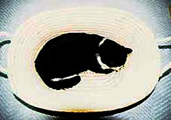 ���񂶂傤��special