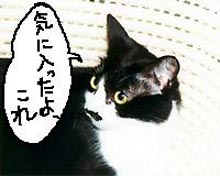 ���񂶂傤��special