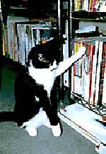 �����߂̂���������