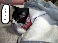 �g���[�i�[����