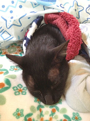 じじ、ふとんデビュー