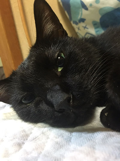 ごきげんなじじ