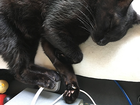 お行儀よくお昼寝