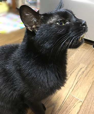 はやくマグロください