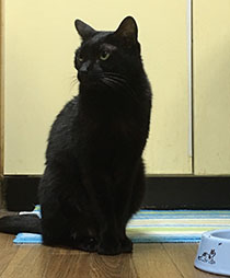 本日も体重キープ