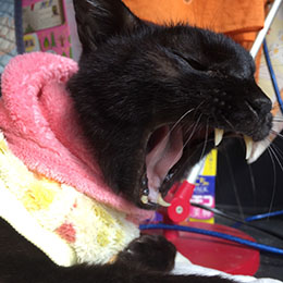 今日はご機嫌ナナメです。