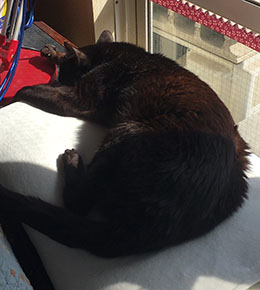 彼は平和なようです