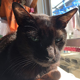 ゴハンたべましたよ