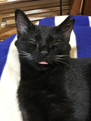 なじんだ妹ねこ